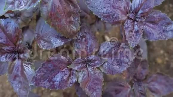 在温室里的花园床上放着紫色叶子的罗勒视频的预览图