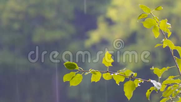 有叶子的树枝上的雨滴视频的预览图