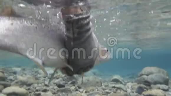 在新西兰一条河中释放一条鳟鱼的水下射击视频的预览图