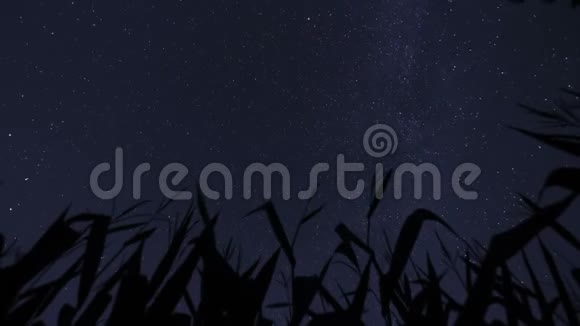 夜空覆盖玉米地与流星视频的预览图