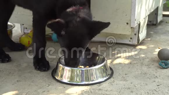 德国黑牧师吃狗碗里的狗粮视频的预览图