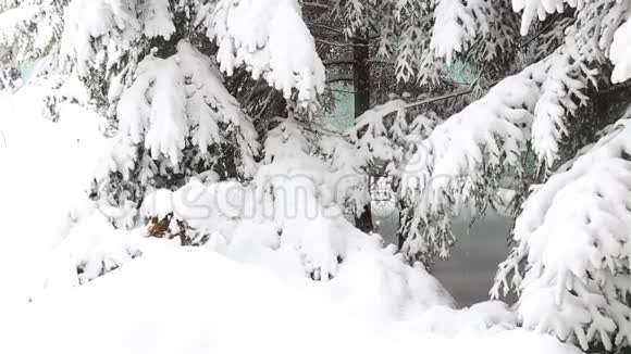 冷杉树枝上的雪视频的预览图
