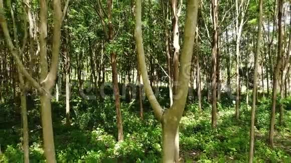 从橡胶树中提取天然乳胶的种植园无人机视图视频的预览图
