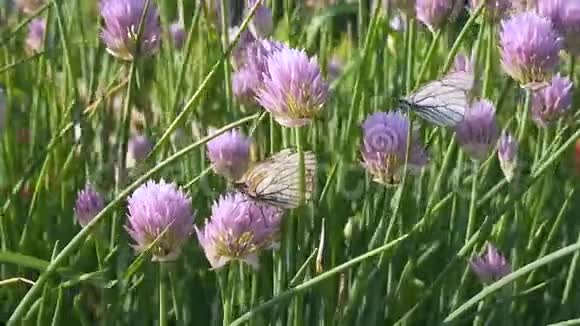 蝴蝶坐在公园里的紫花上黑脉白收集视频的预览图