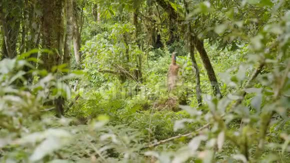 穿过亚马逊雨林的土著战士视频的预览图