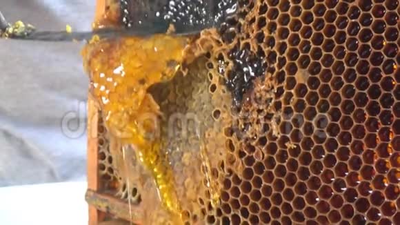 刀的特写在蜂巢框架上用蜂蜜打开蜂巢蜂蜜生产技术和人工加工视频的预览图