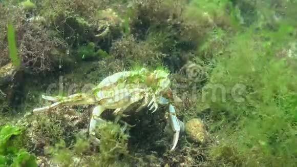 一只大螃蟹吃另一只螃蟹飞蟹视频的预览图