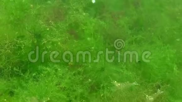 藻类在底部的堆积气泡从底部散发出来虾在藻类上视频的预览图