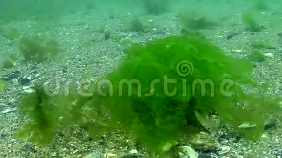 绿藻从水中移动视频的预览图