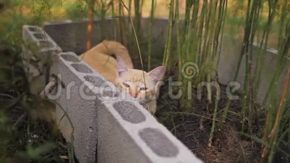 猫坐在花园里的植物下面视频的预览图