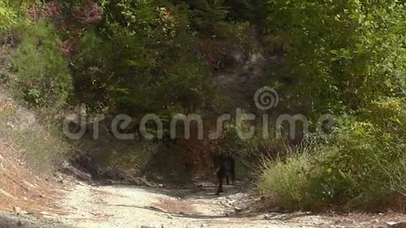 在森林里的一只年轻的黑马狗比利时牧羊犬慢动作视频的预览图