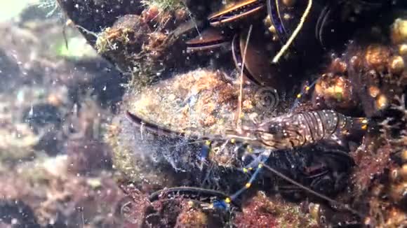 贻贝上的水肿息肉虾在软体动物中进食和隐藏黑海视频的预览图