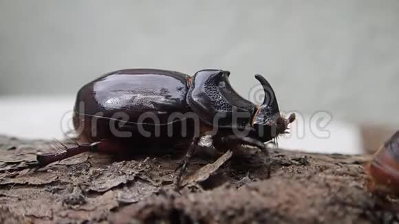 欧洲犀牛甲虫在木头上行走视频的预览图