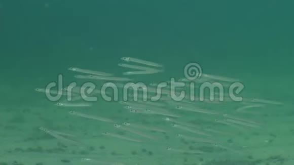 一群小鱼晚上埋在沙子里地中海沙鳗金体球视频的预览图
