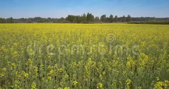 在田野长茎上的黄色油菜花上向后移动视频的预览图