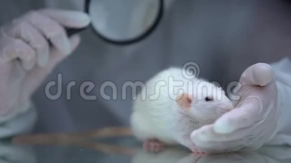 实验室工作人员通过放大镜研究大鼠实验结果控制视频的预览图