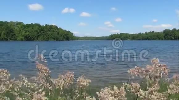 蓝色湖泊背景下的草地特写视频的预览图