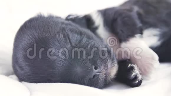 一只熟睡的约克郡猎犬躺在舒适的毯子上的肖像快关门在她的睡眠和甜蜜的小狗抽搐视频的预览图