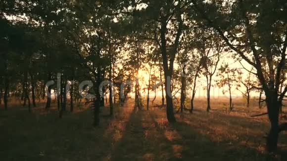 在橡树林中日落日落时的秋林录像播放视频的预览图
