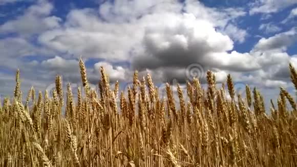 晴朗的夏日蓝天下的麦田黄金麦田视频的预览图