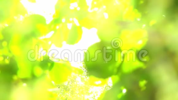 新鲜健康绿色生物背景视频的预览图