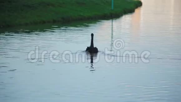 黑天鹅漂浮在湖面上映在岸边的水面上长满了绿草视频的预览图