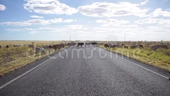 一头牛过马路视频的预览图
