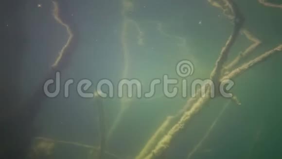 在南布格河附近的一个花岗石采石场中海藻树泛滥并过度生长视频的预览图