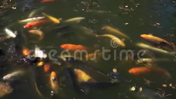 锦鲤鱼池视频的预览图