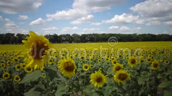 巨大的白云浮在向日葵的田野上视频的预览图