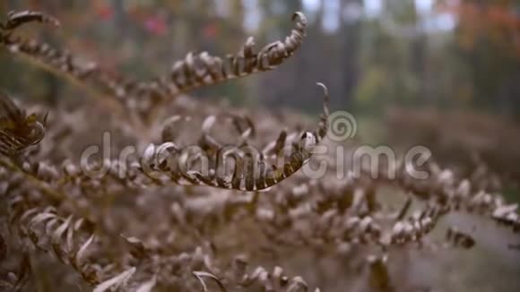 干燥的金草在自然环境中的森林背景下随风摆动视频的预览图