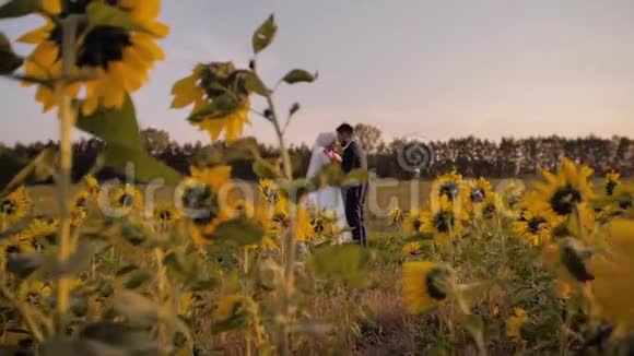 情侣男孩和女孩站在一片美丽的向日葵的田野上视频的预览图