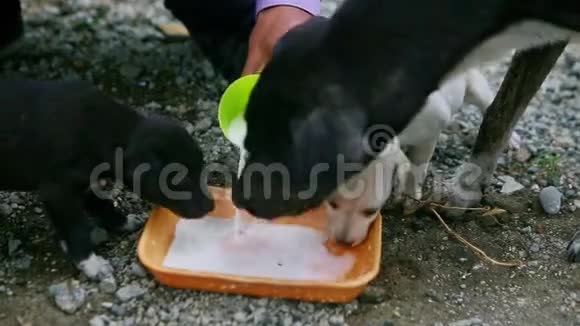 特写镜头把牛奶倒进盘子里给小狗吃视频的预览图