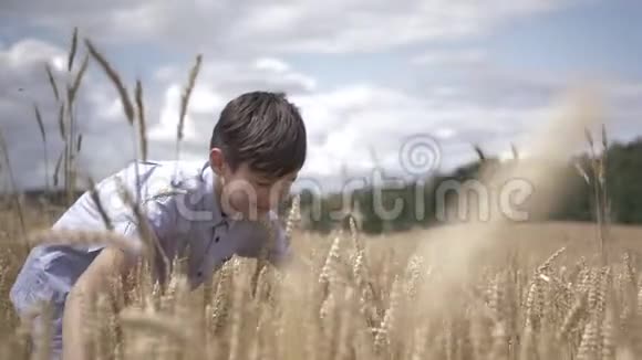 在麦田里有趣的男孩接触小麦缓慢的驼子户外视频的预览图