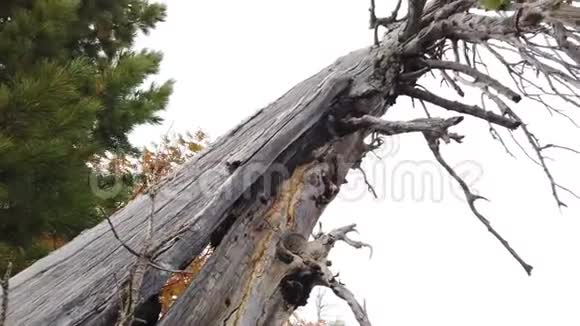 森林中一棵老死树的弯曲的树枝生态灾难神秘的现场气氛视频的预览图