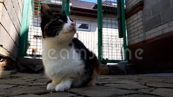 夏天院子里房子附近的石头地板上躺着一只三色猫视频的预览图