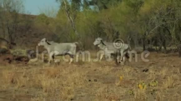 内陆的野牛在奔跑视频的预览图