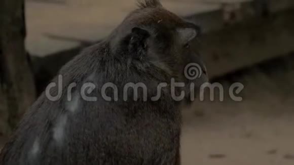 猴林猕猴特写镜头猴子丛林里的脸巴拉望菲律宾视频的预览图