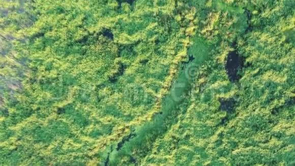 沼泽地的顶部景色绿草如茵有一条条小溪从无人驾驶飞机上视频的预览图