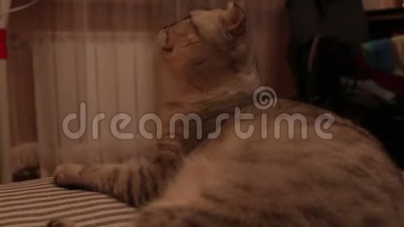 一只棕色大眼睛的苏格兰灰猫的特写脸视频的预览图