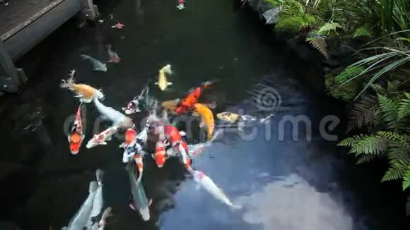 大群五颜六色的锦鲤鱼在花园池塘游泳与植物电影1080p视频的预览图