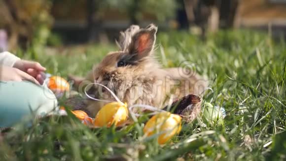 特写小女孩在草地上的垃圾中抚摸着一只棕色的兔子在许多颜色中复活节彩蛋视频的预览图