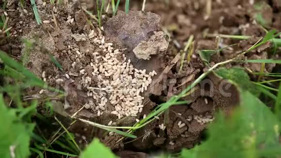 蚁穴里蚂蚁的忙碌视频的预览图
