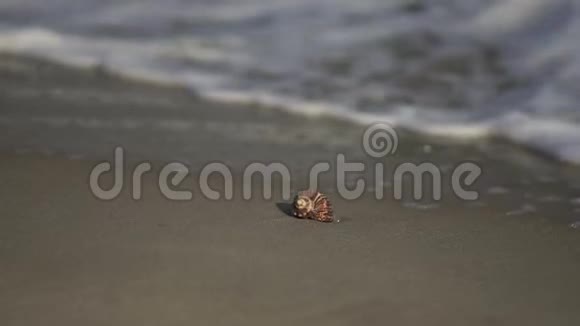 黑海的桑迪海岸视频的预览图