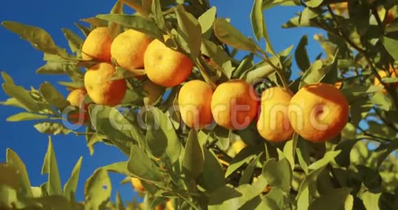 花园里树上的普通话收获五颜六色的柑橘视频的预览图