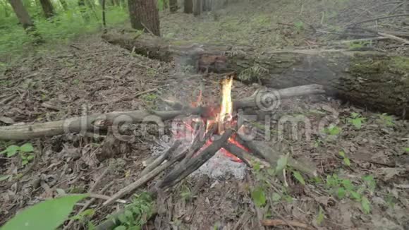 春天森林的篝火燃烧着视频的预览图