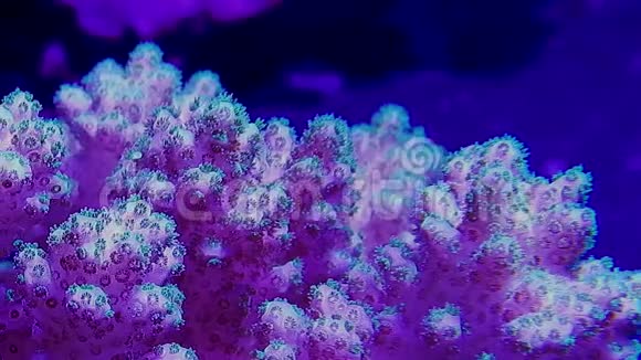 绿萝坡拉硬珊瑚慢盘视频的预览图