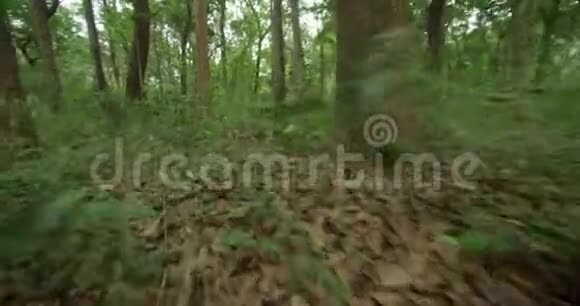 在绿色森林的小径上行走视频的预览图