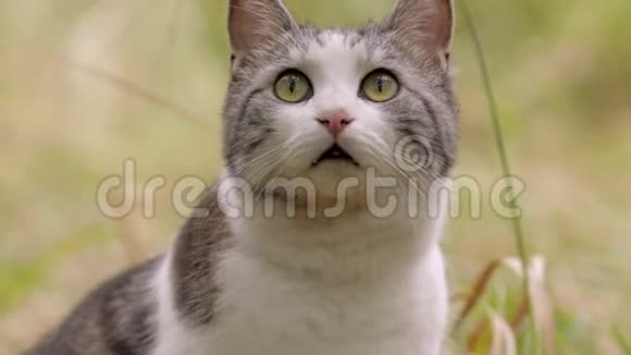 黑白家猫在绿草中觅食视频的预览图