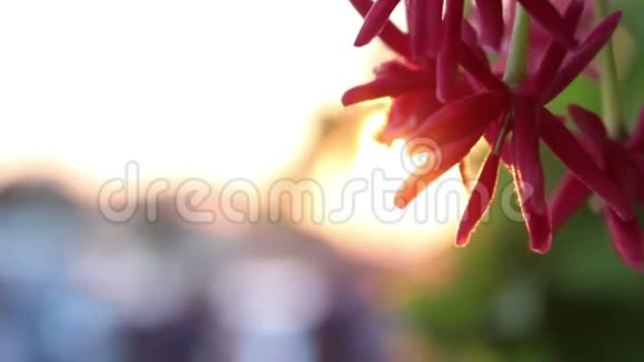 夕阳红的花朵视频的预览图